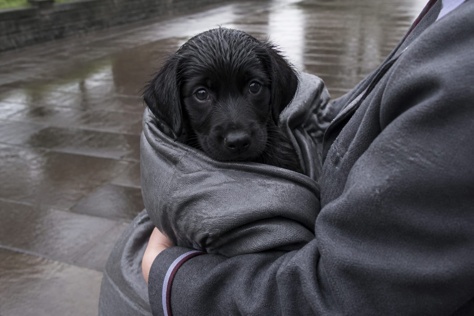 A 13-Year-Old Walked Home In The Rain Carrying A Puppy Wrapped In Her School Jacket