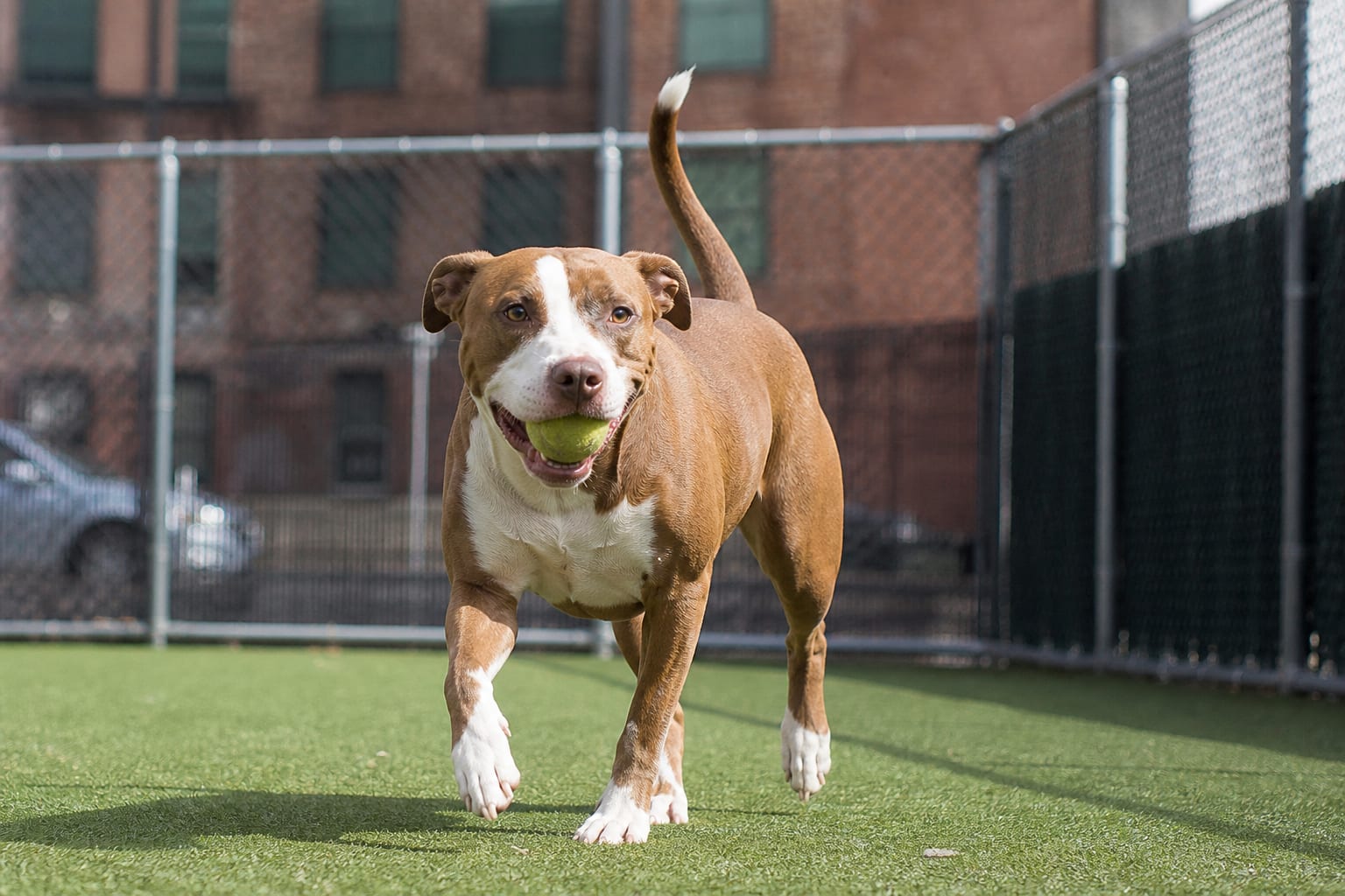 Three Dogs At A Manhattan Rescue, And The Specific Reason Each One Is Still There